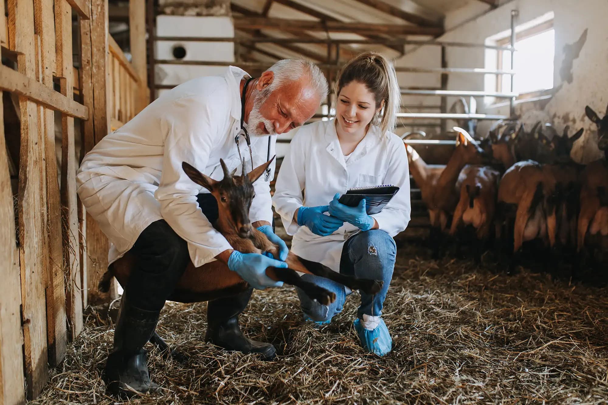Veterinarian specialist inspecting a lamp leg